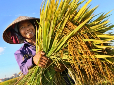 Canh tác là gì? Một số mô hình canh tác nông nghiệp điển hình?